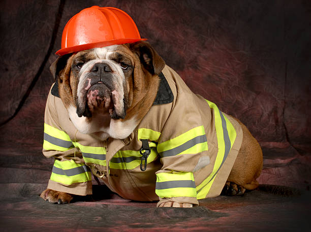 chú chó cứu cả gia đình khỏi đám cháy