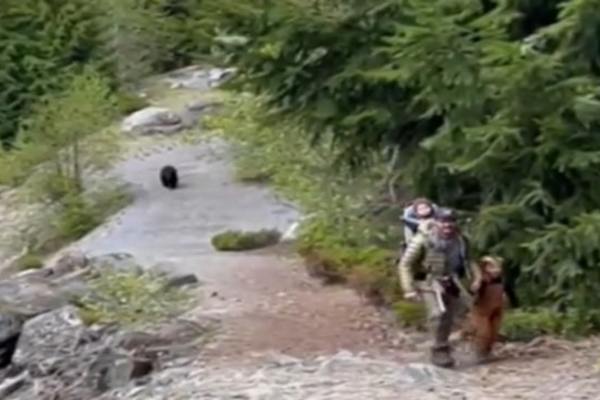 Gia đình chạm trán con gấu đen khi đi bộ đường dài và cái kết bất ngờ