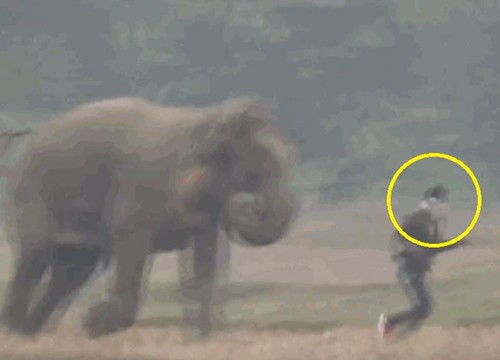 Người đàn ông bị voi truy đuổi khi đang chụp “tự sướng” và cái kết bất ngờ