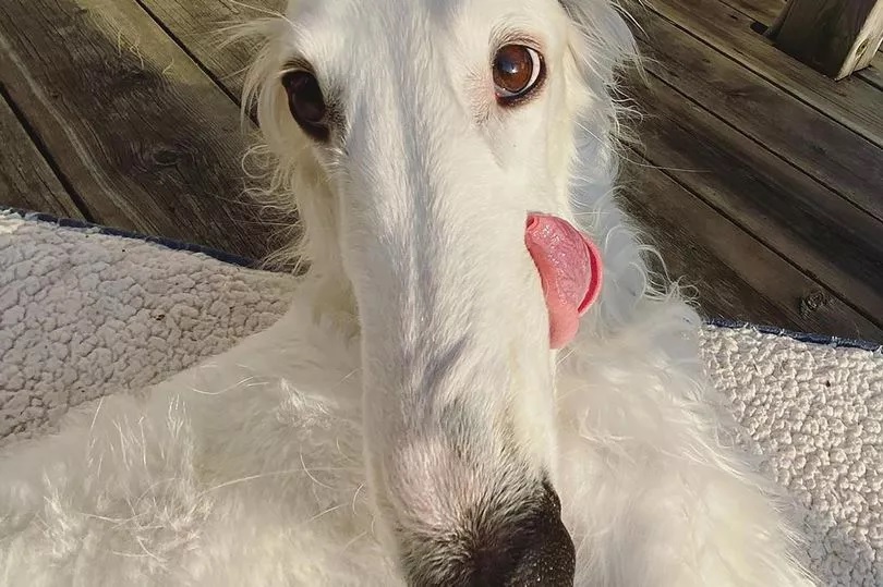 Chú chó lập kỷ lục mũi dài nhất thế giới