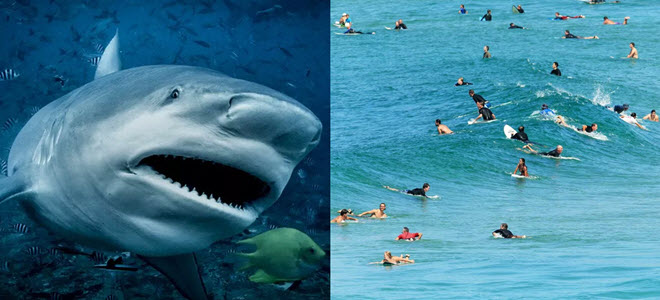 Phát hiện cá mập "vồ" vào thời điểm trong ngày mà các chuyên gia vốn cho là an toàn