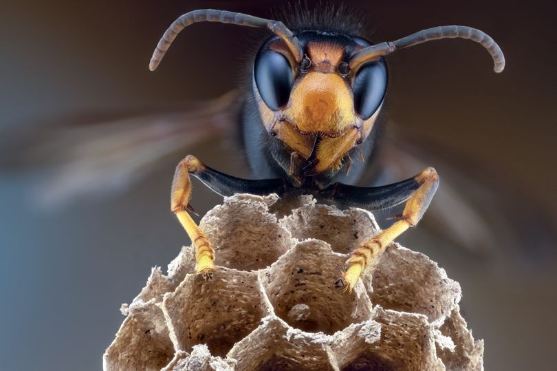 robot bảo vệ con người chống lại ong bắp cày