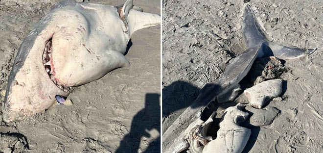 Cá mập trắng cỡ lớn không còn nguyên vẹn dạt vào bờ biển khiến du khách sợ hãi