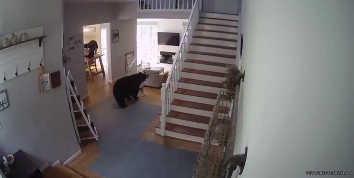 Con gấu vào nhà mở tủ lạnh lấy đi một món ăn
