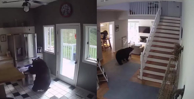 Con gấu vào nhà mở tủ lạnh lấy đi một món ăn, hành động tự nhiên như thể nó là chủ nhà