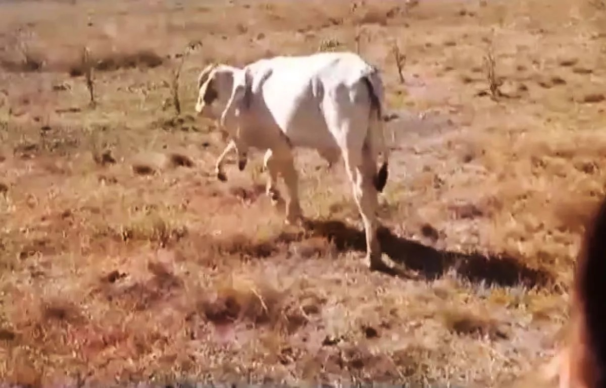 Con bò sống sót thần kỳ dù có đôi chân mọc thêm từ cổ