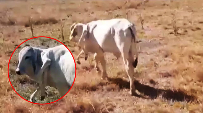 Con bò sống sót thần kỳ dù có đôi chân mọc thêm từ cổ khiến các nhà khoa học bối rối