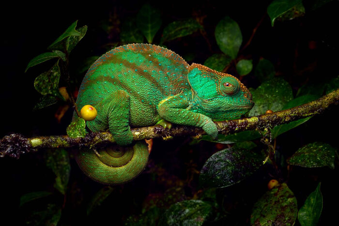 30 tác phẩm nhiếp ảnh động vật hoang dã đẹp nhất