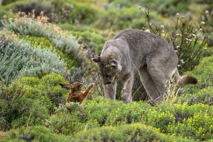 30 tác phẩm nhiếp ảnh động vật hoang dã đẹp nhất