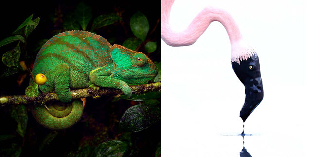 30 tác phẩm nhiếp ảnh động vật hoang dã đẹp nhất châu Âu do Hiệp hội Nhiếp ảnh Thiên nhiên Đức chọn ra