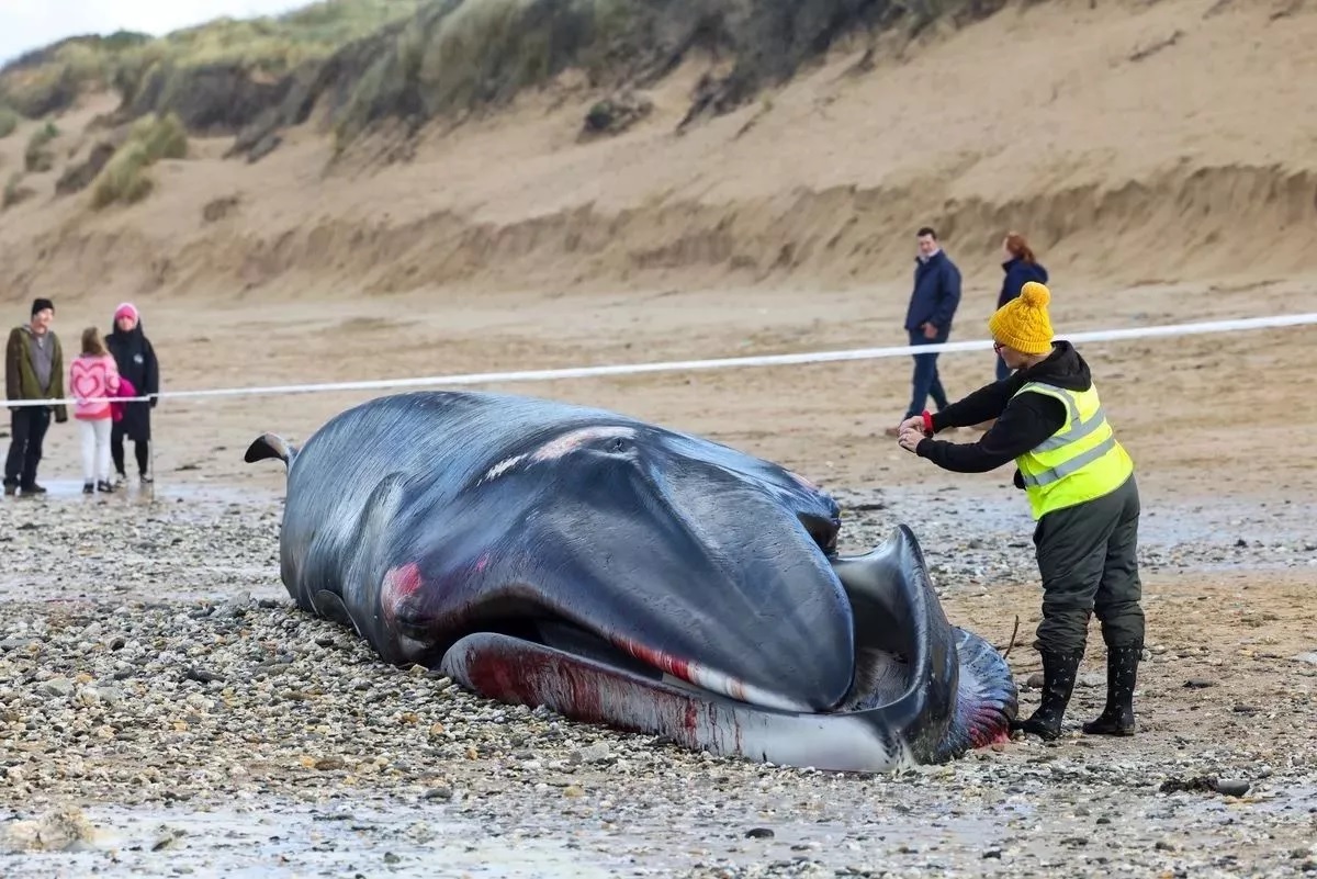 cá voi khổng lồ dài 16 m dạt vào bãi biển