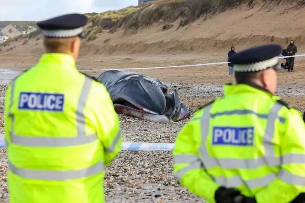 cá voi khổng lồ dài 16 m dạt vào bãi biển