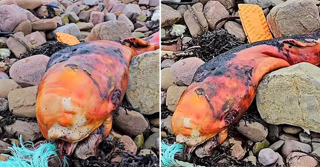 Không ai biết gì về con cá kỳ dị màu cam bí ẩn dạt vào bãi biển này