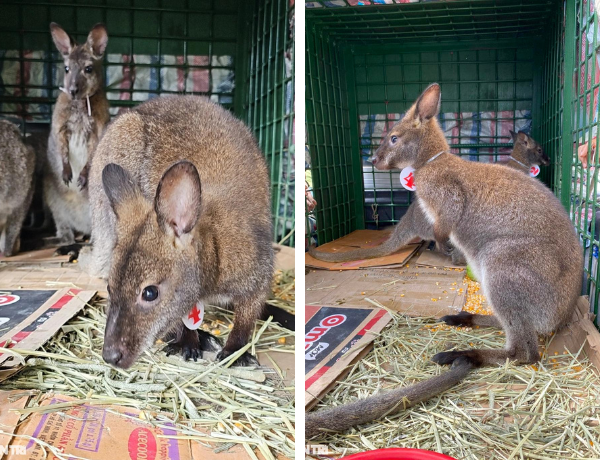 Hóng tình hình "căng cực" của các em chuột túi Úc: Nhập hộ khẩu Việt Nam, biệt phủ 200m2, rau của ăn cả ngày không hết