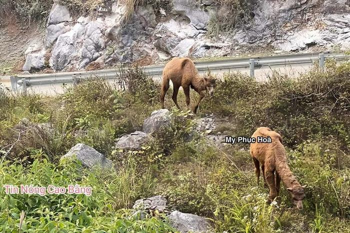 Thông tin về lạc đà đi lạc ở Cao Bằng: Có 3 con, một con đã ch.ết khi đưa về đồn 