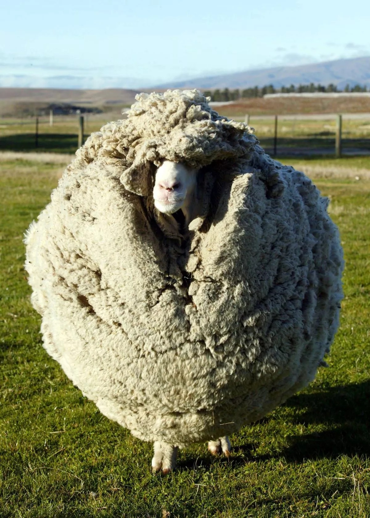 Chú cừu lông dày nhất thế giới