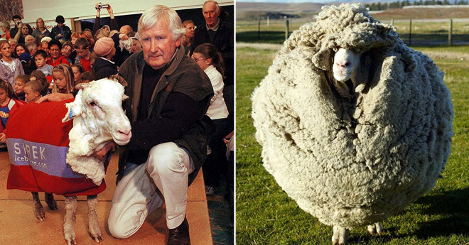 Chú cừu lông dày nhất thế giới Shrek với 27 kg lông sau nhiều năm trốn trong hang
