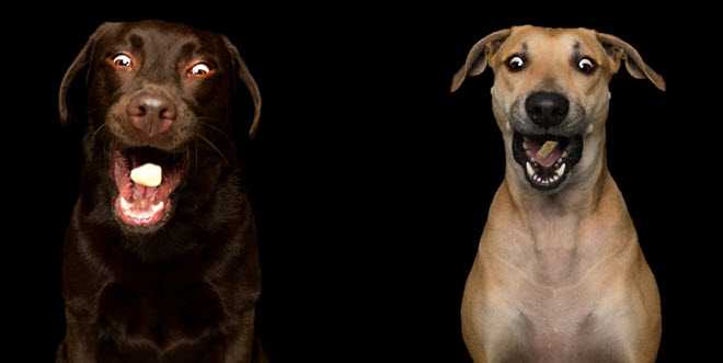 10 bức ảnh hài hước về những chú chó đang đớp đồ ăn