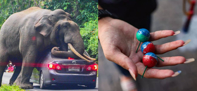 Sợ bị voi “chơi đùa như một con búp bê”, người dân Thái Lan tự trang bị thứ này để phòng thân
