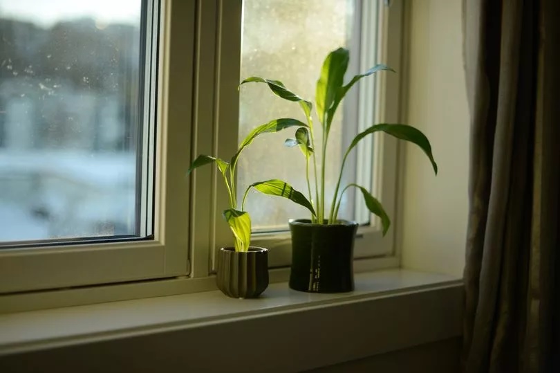 không nên trồng cây trên bậu cửa sổ