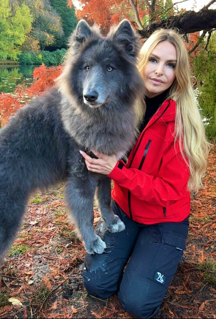 Cô gái nuôi con sói xanh đặc biệt