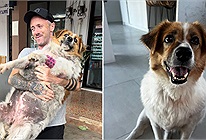 Chú chó béo phì được giải cứu khỏi đường phố và có cơ hội sống thứ hai