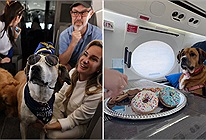 Độc lạ hãng hàng không sang trọng dành cho chó có một không hai trên thế giới